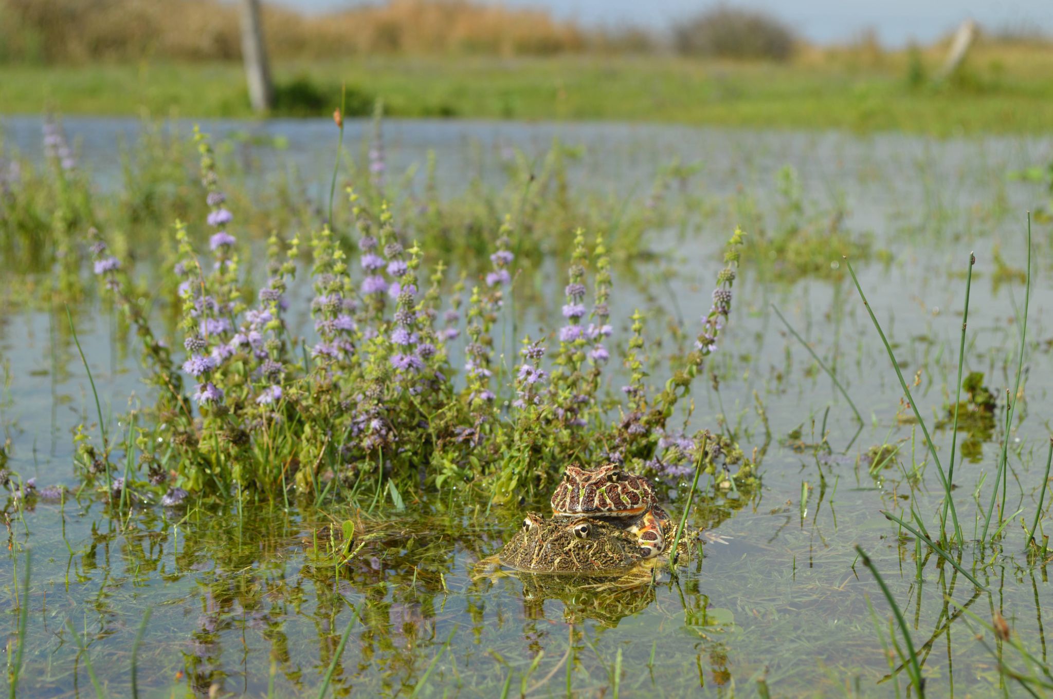 Amplexus   Ceratophrys ornata   Reproductively active period   Photographed by Camila Deutsch